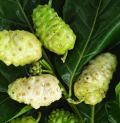 buah mengkudu || buah Pace obat herbal
