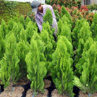 jual cemara kipas 
