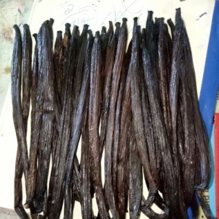 Vanili Planifolia Redy Stok