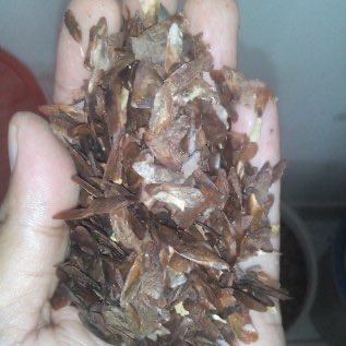Benih Suren (Toona sureni)