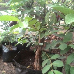 Jambu kristal