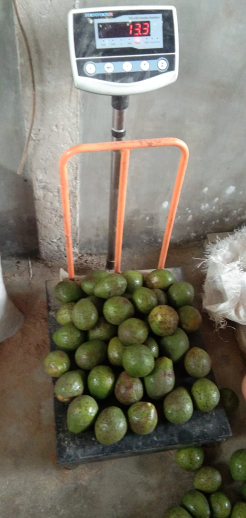 Jual alpukat