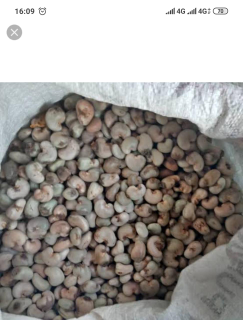 jual kacang mete gelondongan