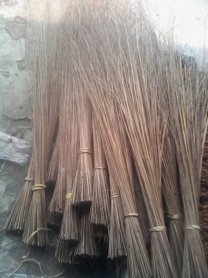 LIDI DAUN KELAPA