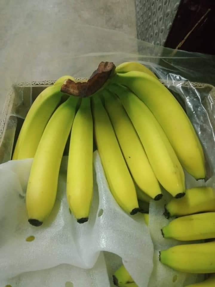 Pisang Cavendish