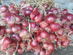 Bawang merah Probolinggo