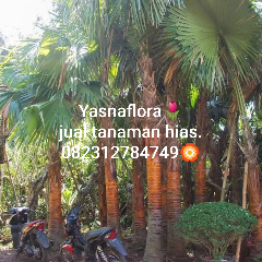 jual pohon palem sadeng 