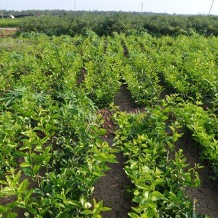 Jual Bibit Jeruk Purut super berkaulitas harga terjangkau