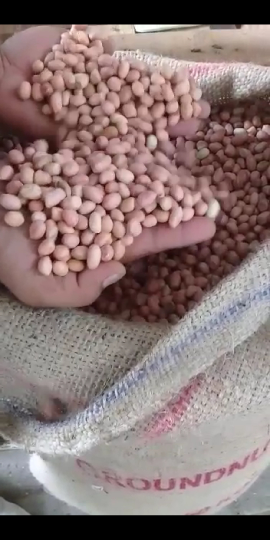 kacang india 5060 java