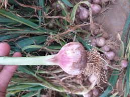 Bawang putih dan merah lokal setengah kering tangan pertama