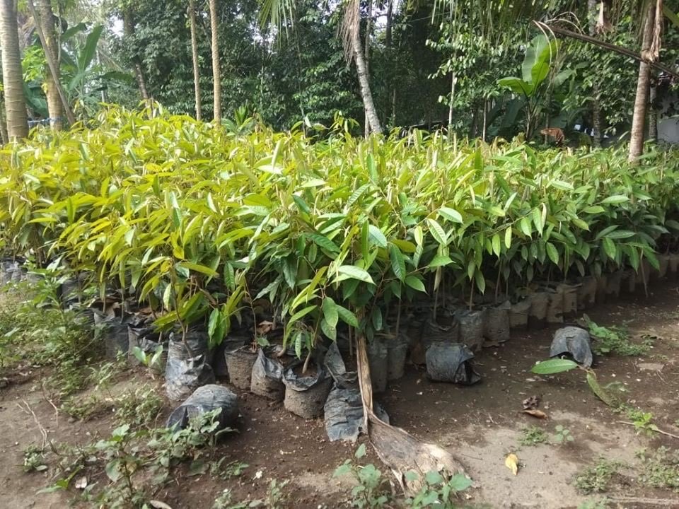 BIBIT DURIAN SIAP TANAM