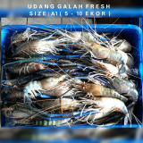 Udang Galah Kalimantan