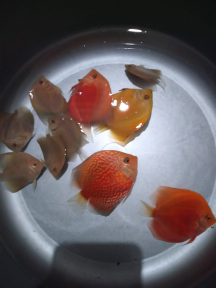 ikan discus