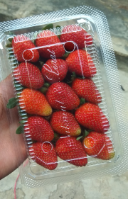 strawberry fres