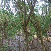 jual pohon liang liu.janda merana