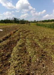 Kacang Tanah Basah/Kering - Ready Stock - Direct dari petani lokal