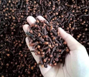 cengkeh kering kwalitas no 1