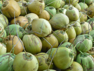 kelapa muda jampang kulon