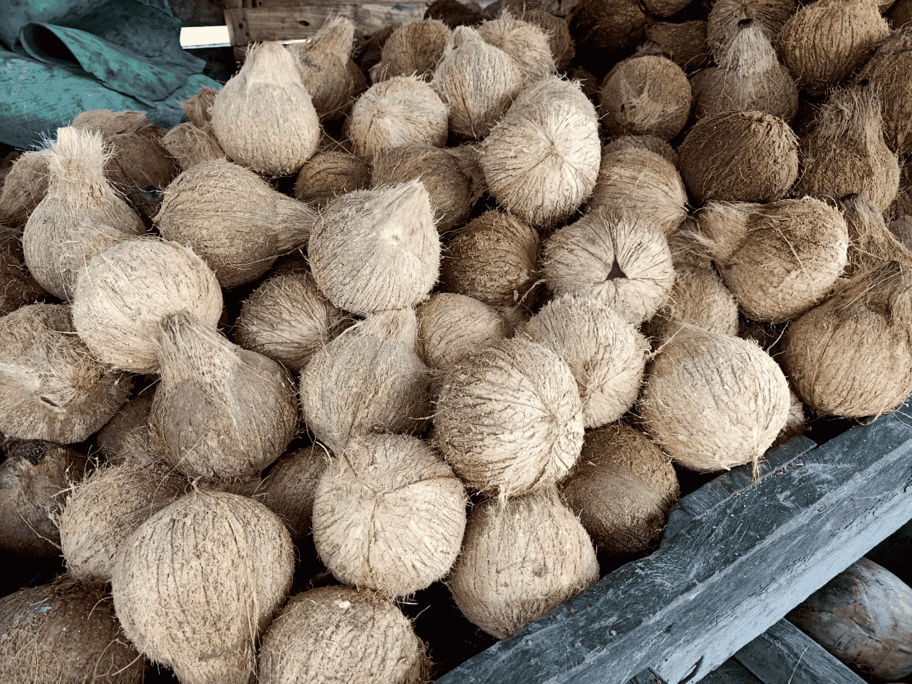 Kelapa Tua AB