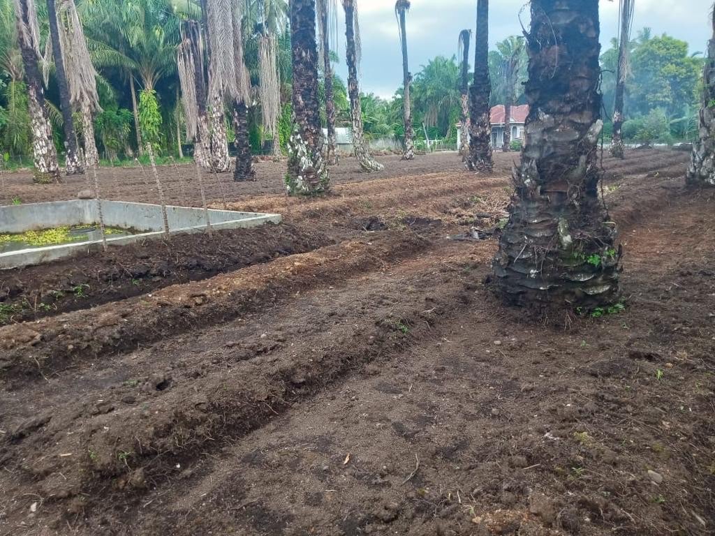 Tanah Perkebunan Sawit / Multi Guna 3,6 Ha