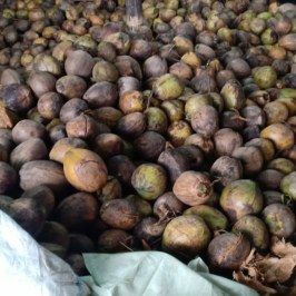 Kelapa Tua