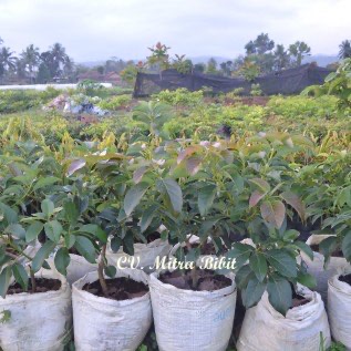 Bibit Sawo Jumbo Cikumega 19 | Bibit Sawo Jumbo CM 19 | Budidaya Sawo Jumbo