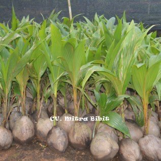 Bibit Kelapa Genjah Entok | Kelapa Genjah Mentog | Bibit Kelapa Hibrida Hijau