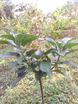 Bibit Alpukat kendil