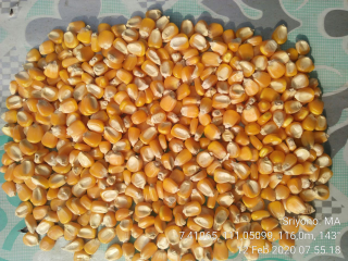 jual jagung pipil baru dipanen dan segar juga stok banyak, siapa yg butuh silahkan hub sy.