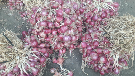 Bawang merah Probolinggo