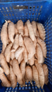 Ubi Cilembu madu