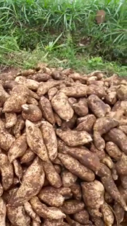 di jual ubi jalar