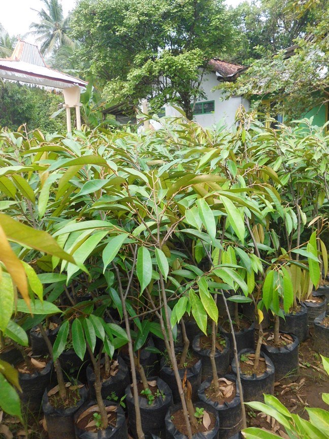 Bibit Durian Khani unggul berkulitas