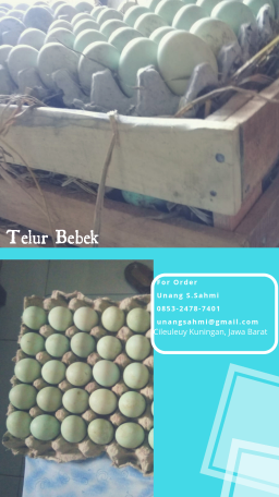 TELUR BEBEK SEGAR