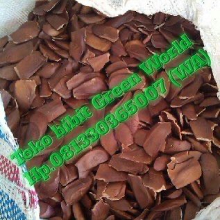 Jual biji Mahoni
