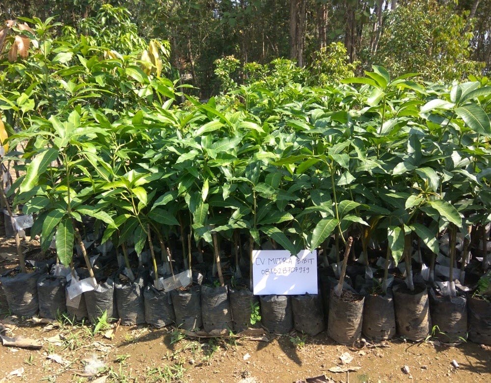 Mangga Arummanis Super 