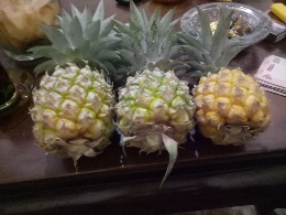suplyers nanas madu belik pemalang