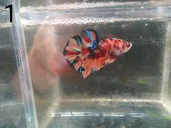 ikan cupang
