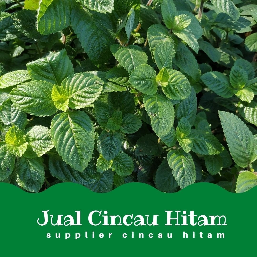 Supplier Cincau Hitam Di Mandailing Natal Kualitas Ekspor Harga Lokal