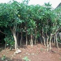 jual pohon sosis kigelia 