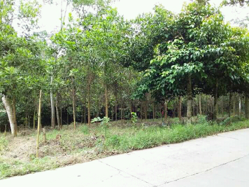 tanah perkebunan