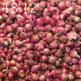 bawang merah