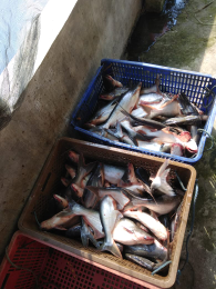 Ikan Patin