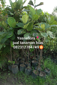 jual pohon ketapang biola cantik