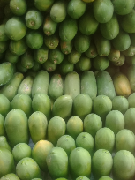 distributor pepaya madu