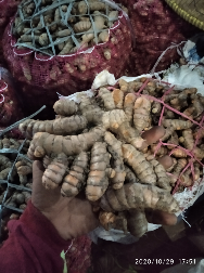 jual kunyit basah