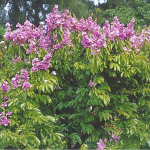 jual pohon bungur 