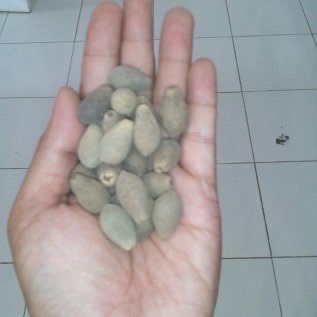 Jual Benih Afrika (Maesopsis eminii)