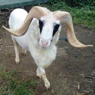 DOMBA ADU