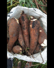 Singkong Mentega